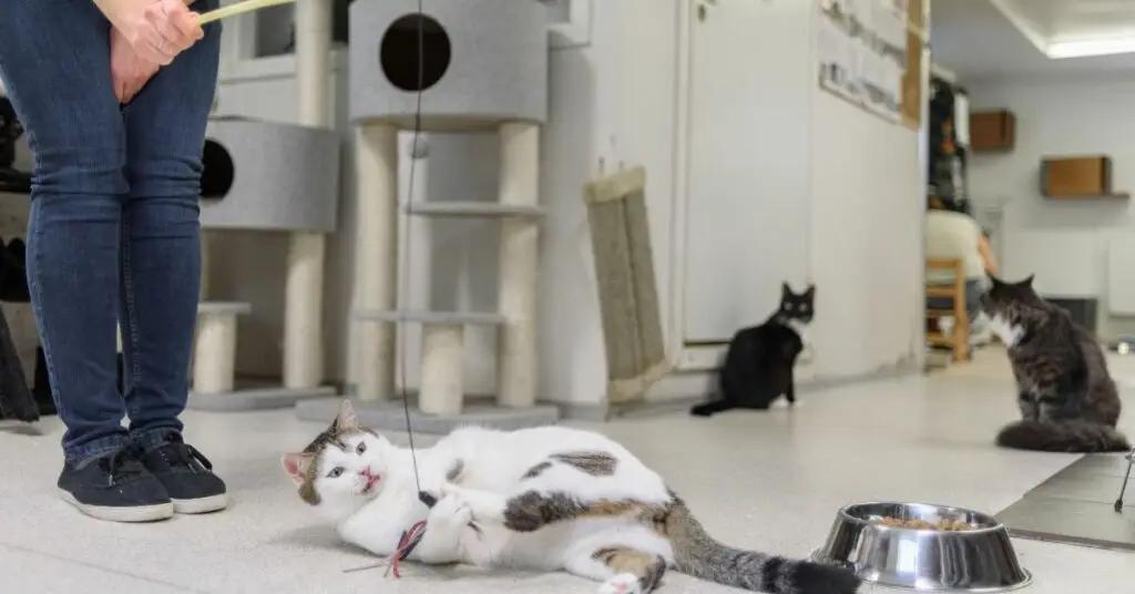 A shelter volunteer using a wand toy to play with cats.
