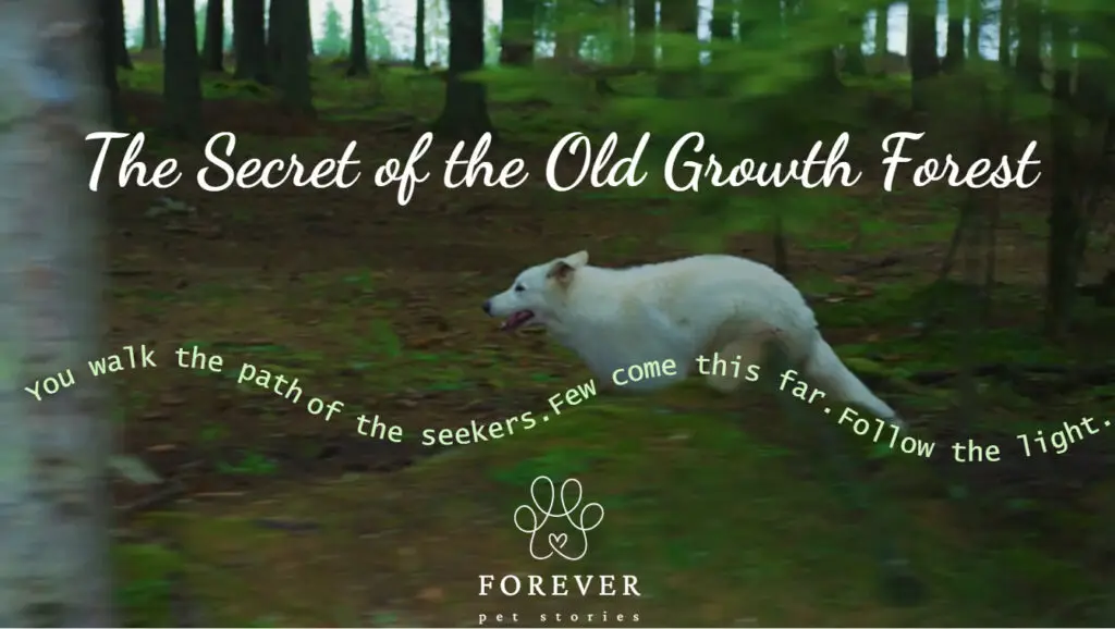 The Secret of the Old Growth Forest