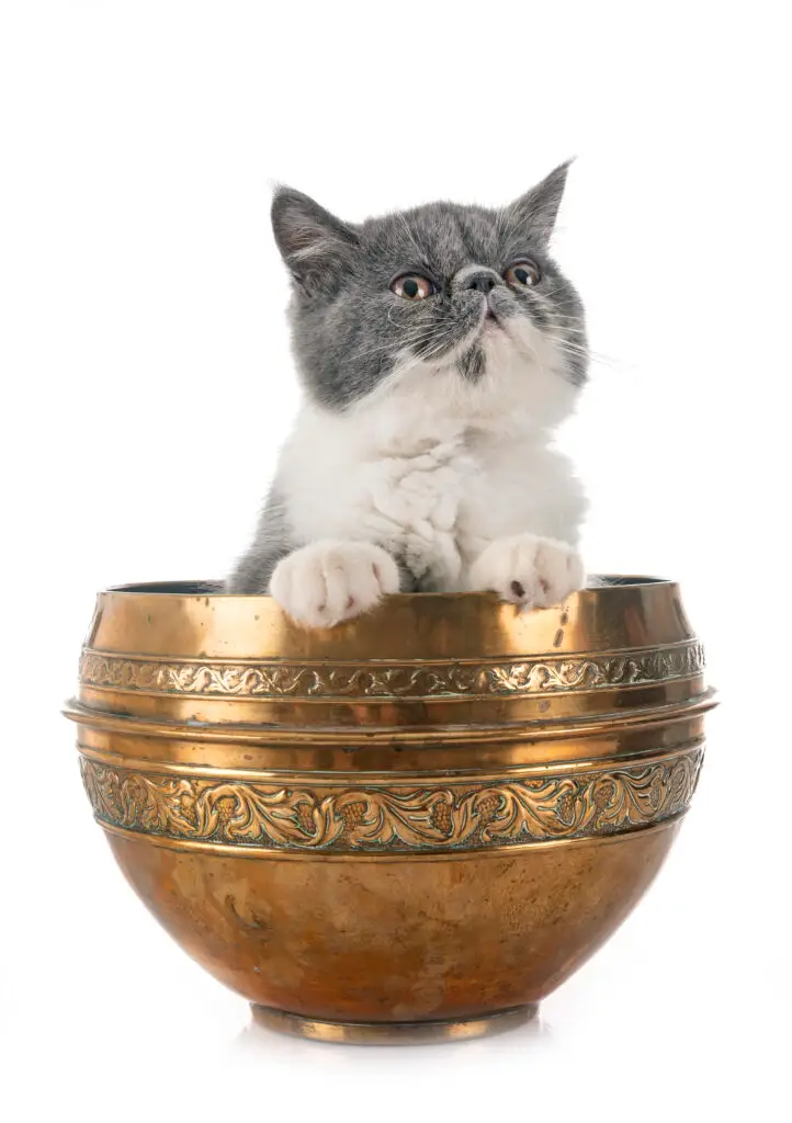 Why Pet Memorials Are on the Rise