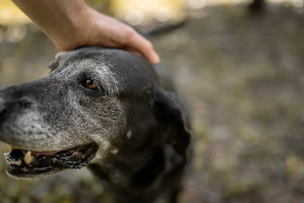 Person hugging grieving friend holding dog leash