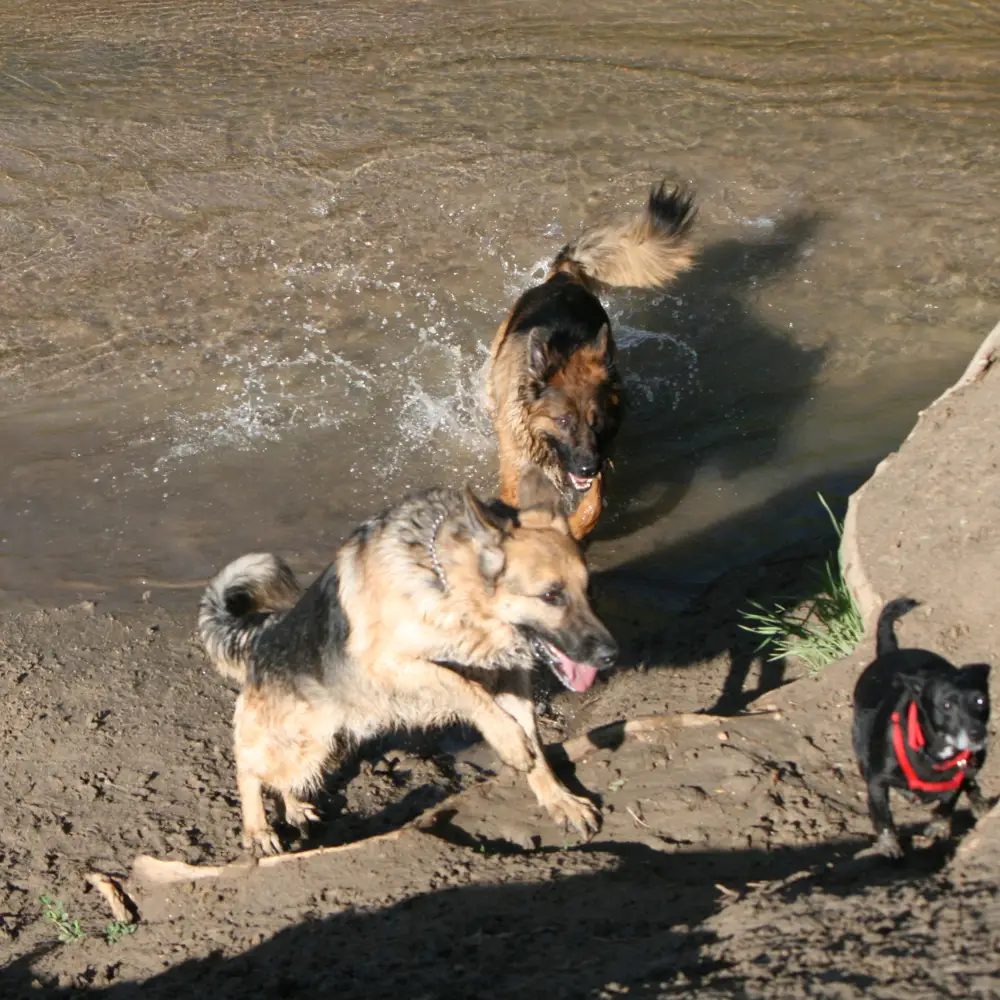 A small black terrier stands confidently beside two large German Shepherds in a grassy park, embodying loyalty and protection.