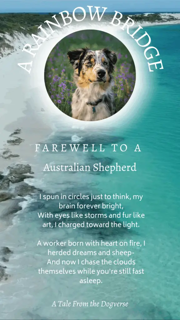 Australian Shepherd Rainbow Bridge Tribute – Tales from the Dogverse