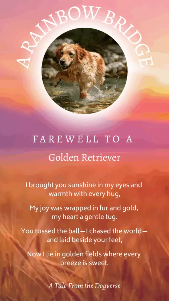 Golden Retriever Rainbow Bridge Tribute – Tales from the Dogverse