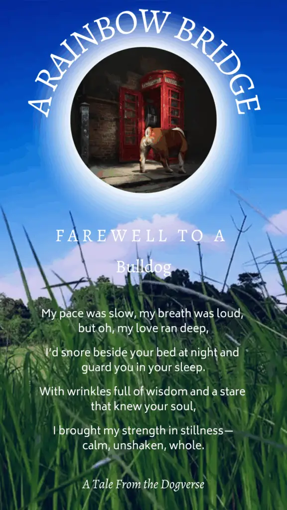 English Bulldog Rainbow Bridge Tribute – Tales from the Dogverse