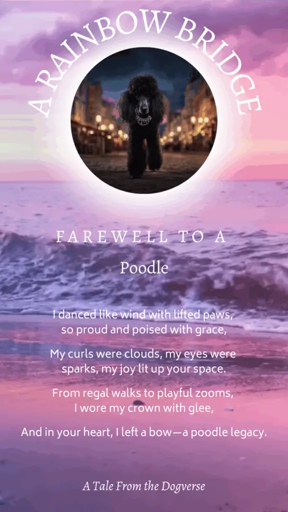 Poodle Rainbow Bridge Tribute – Tales from the Dogverse