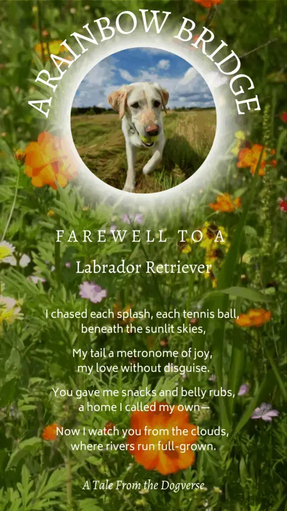 Rainbow Bridge Farewell to a Labrador Retriever