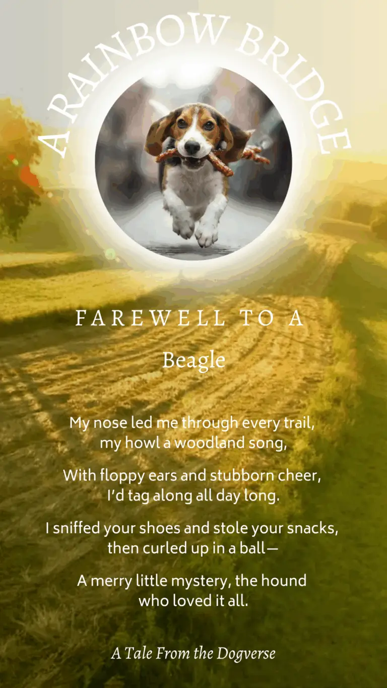 Beagle Rainbow Bridge Tribute – Tales from the Dogverse