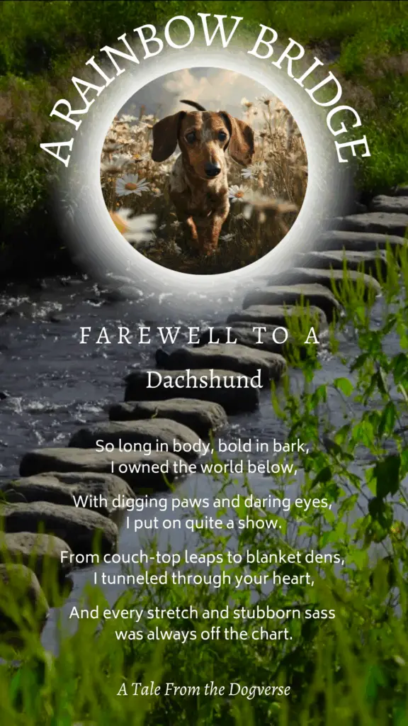 Dachshund Rainbow Bridge Tribute – Tales from the Dogverse