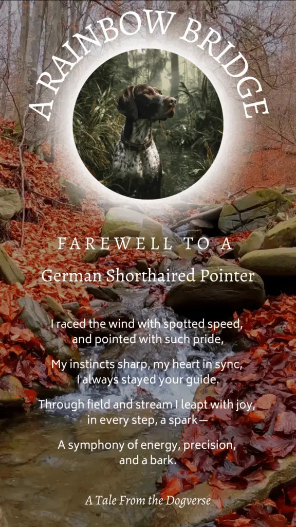 German Shorthaired Pointer Rainbow Bridge Tribute – Tales from the Dogverse