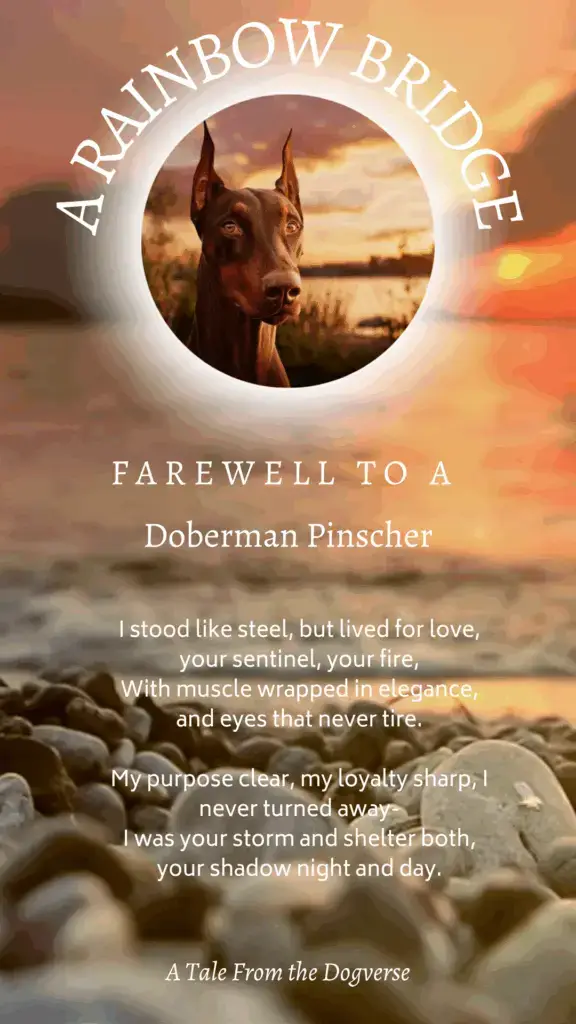 Doberman Pinscher Rainbow Bridge Tribute – Tales from the Dogverse