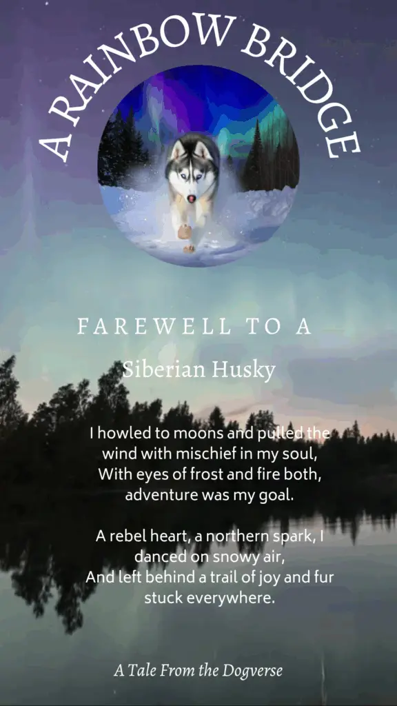 Rainbow Bridge tribute image of a Husky under the northern lights