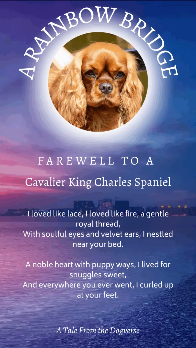 Cavalier King Charles Spaniel Rainbow Bridge Tribute – Tales from the Dogverse