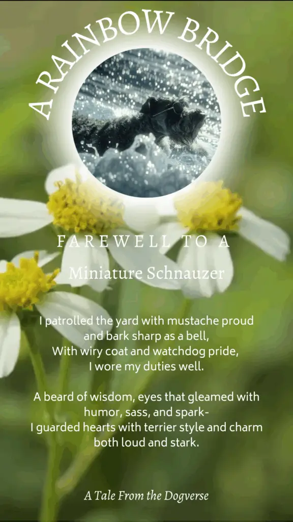 Miniature Schnauzer Rainbow Bridge Tribute – Tales from the Dogverse