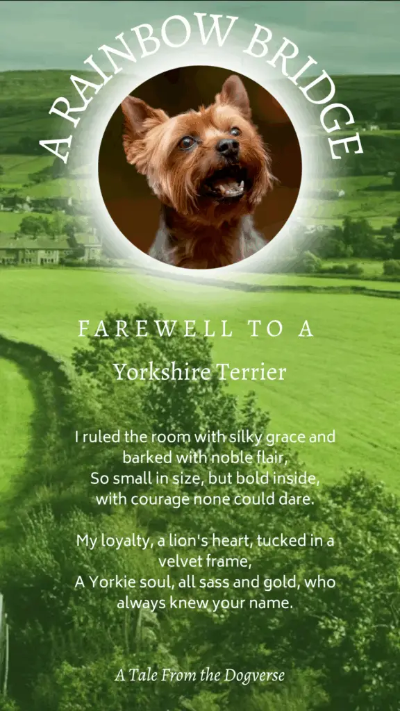 Yorkshire Terrier Rainbow Bridge Tribute – Tales from the Dogverse