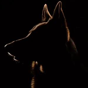 Da Vinci the Gentle Guardian – Rainbow Bridge Tribute by Rescued by Rembrandt