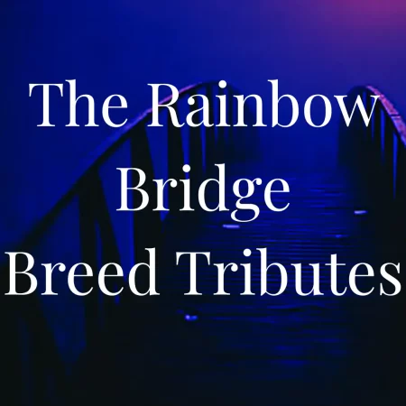 Artistic image of the Rainbow Bridge glowing in blue and violet light, representing breed-specific memorial tributes that honor the individuality of each beloved dog, cat, or service animal.