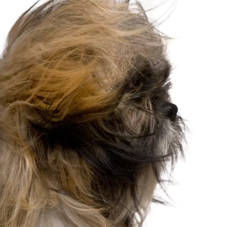 Close up of Shih Tzu, 1 year old, sitting against white background
