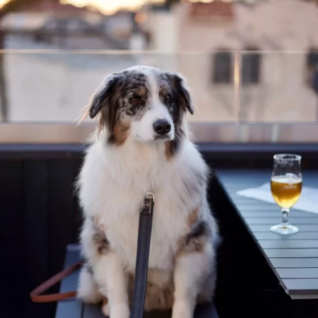 dog-at-a-bar-drinking-beer-lol-2024-12-06-14-49-42-utc