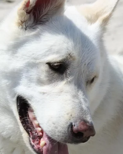 Luna’s Journey to the Rainbow Bridge shown through a photo of Luna, a three-legged dog standing peacefully by the beach.